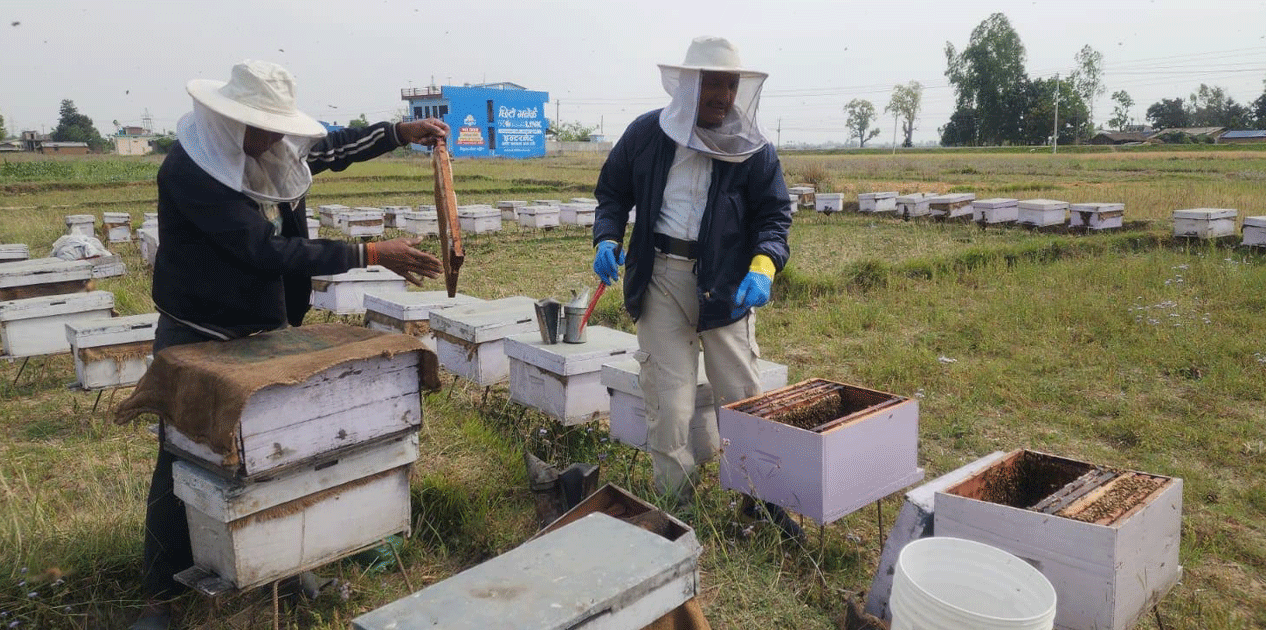 बाँकेमा चिसोले मर्न थाले मौरी