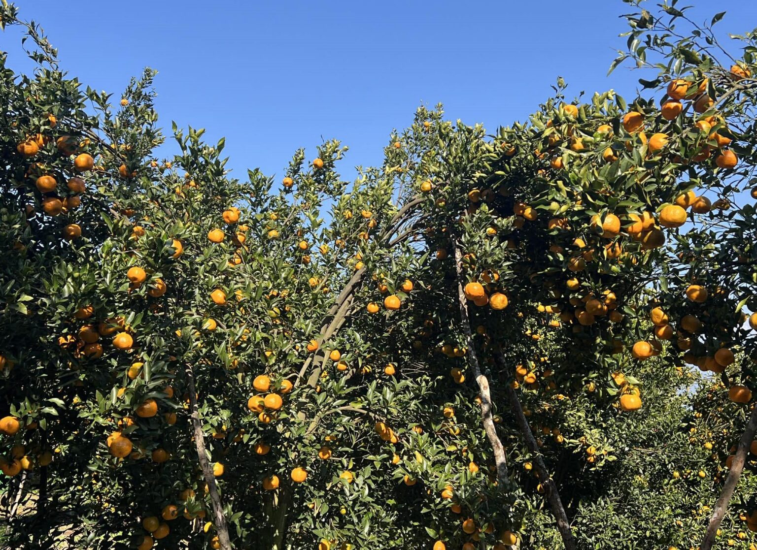 गोरखामा सुन्तला उत्पादन १५ प्रतिशत बढ्यो