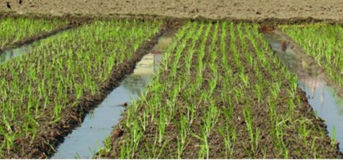 एक रोपनीभन्दा कम जमिनमा प्याजको बिरुवा खेती : दुई महिनामै डेढ लाख कमाइ