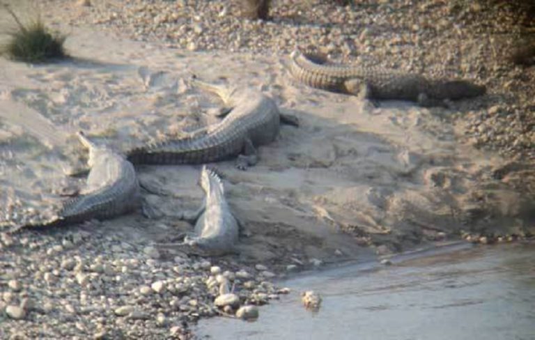 एक सय ३७ गोही प्रकृतिमा छाडियो