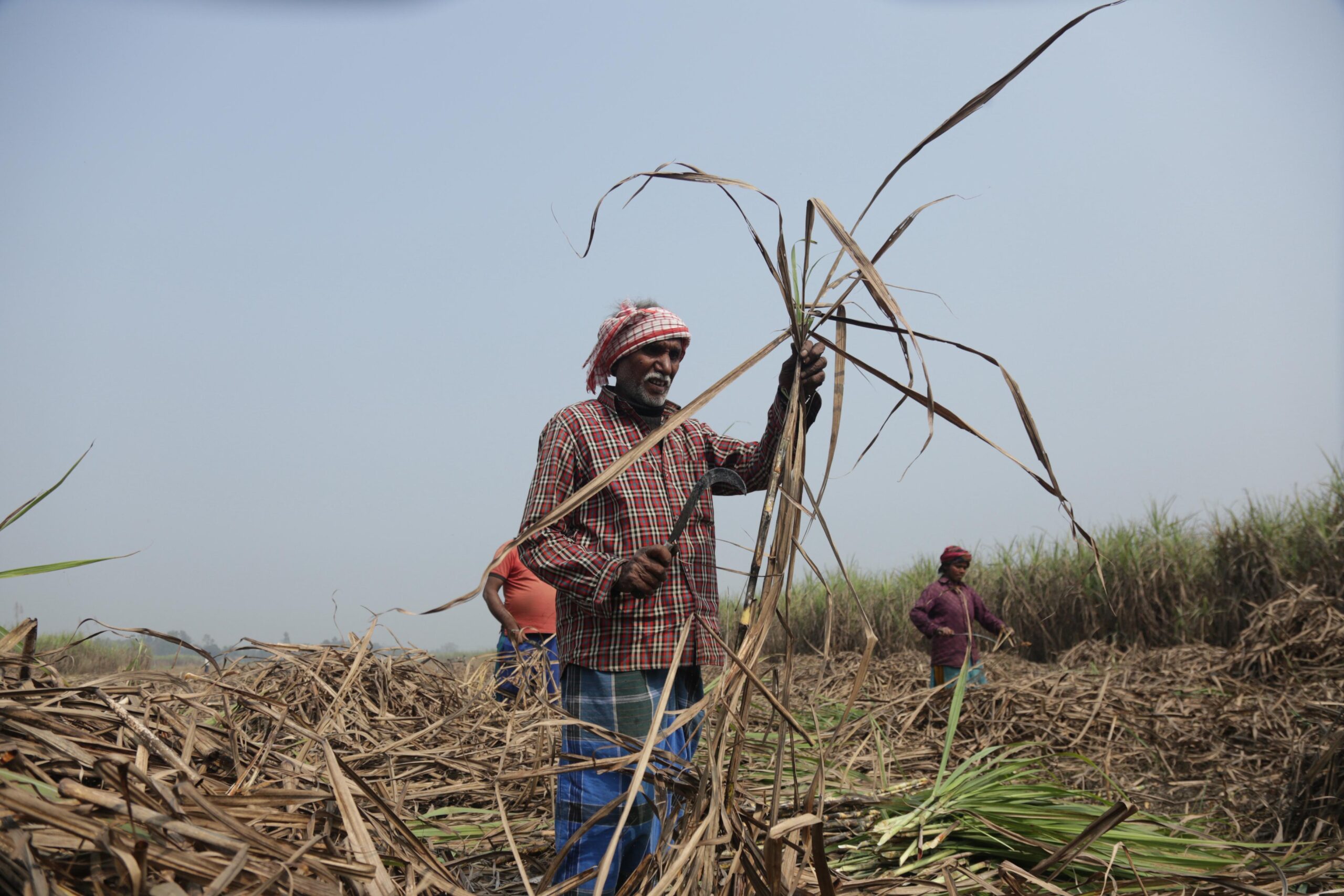 बाराका किसानलाई उखु काट्न चटारो (तस्बिरहरू)