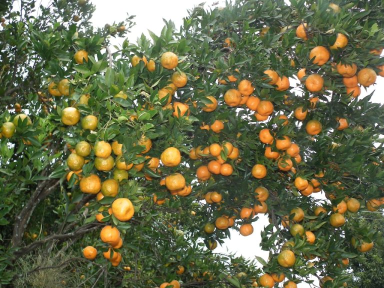 सुन्तला बेचेर तनहुँका कृषकले भित्र्याए करोडौँ