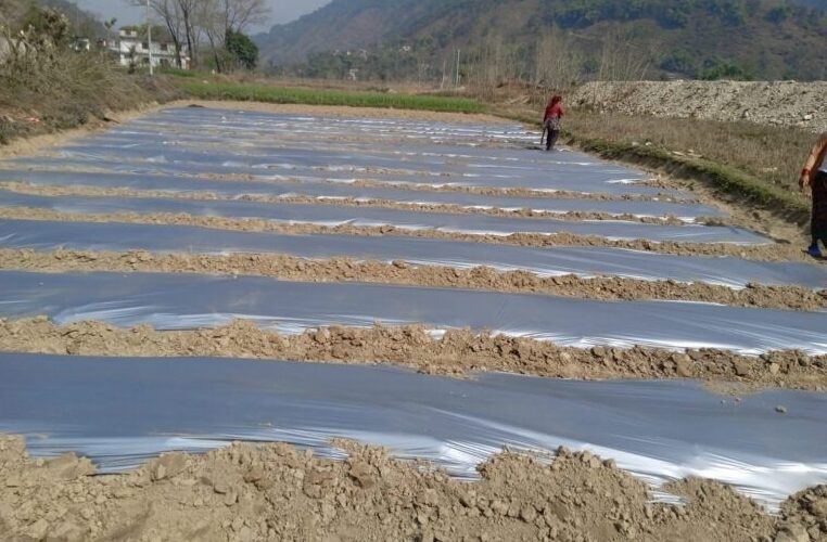 आँधीखोला किनार क्षेत्रमा तर्बुजाखेती सुरु