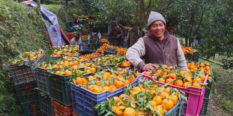 म्याग्दीको दोसल्लेबाट यसवर्ष दुई करोड मूल्य बराबरको सुन्तला बिक्री