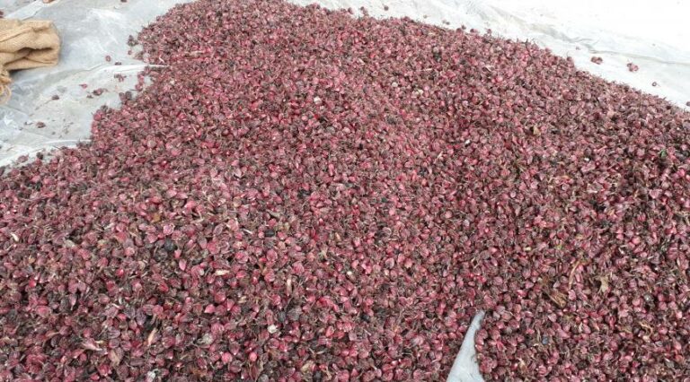 आठ अर्ब ६१ करोड बढीको अलैँची निर्यात