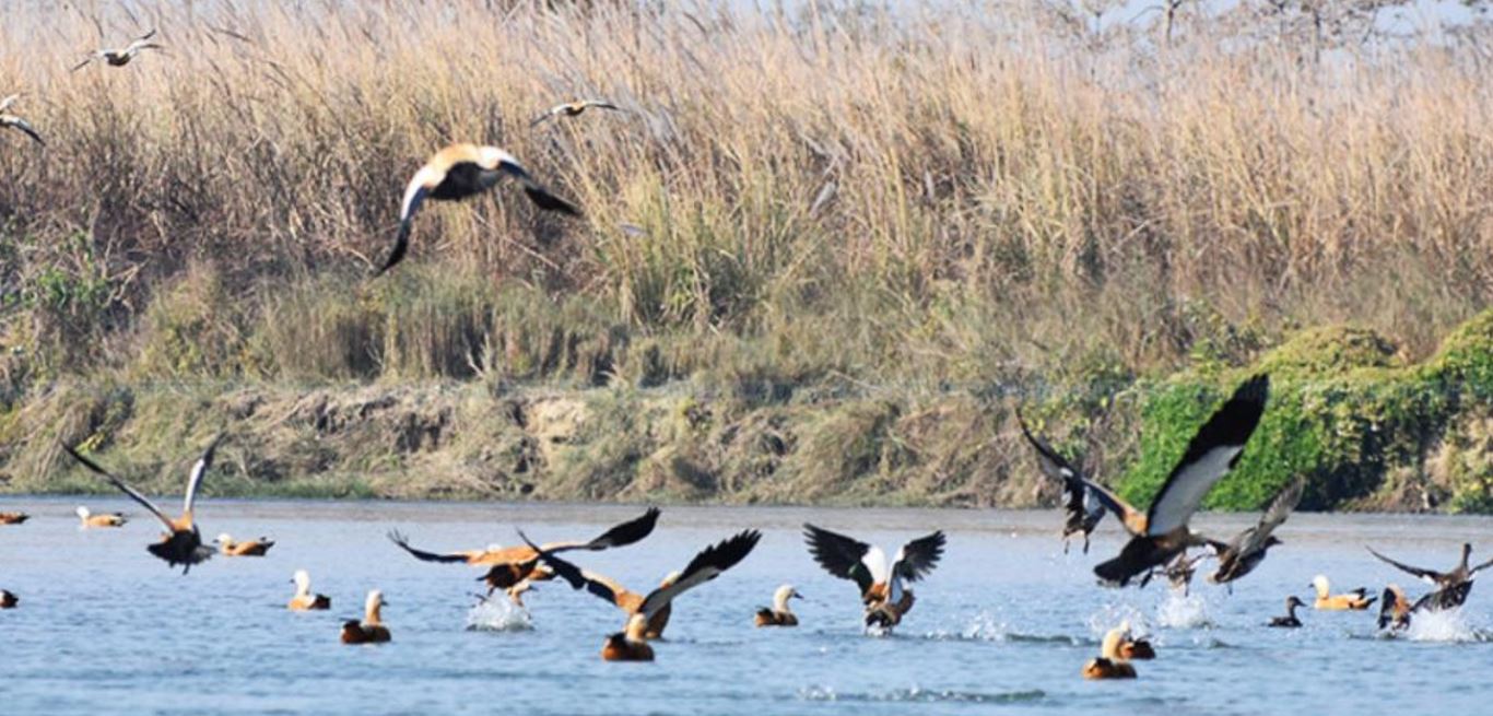 जाडो छल्न आएका चरा फर्किन थाले