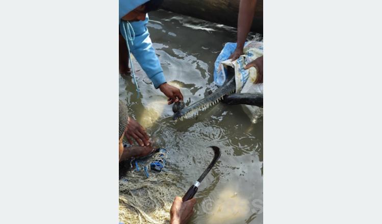 मुखमा जाल अड्किएको घडियालको उद्धार