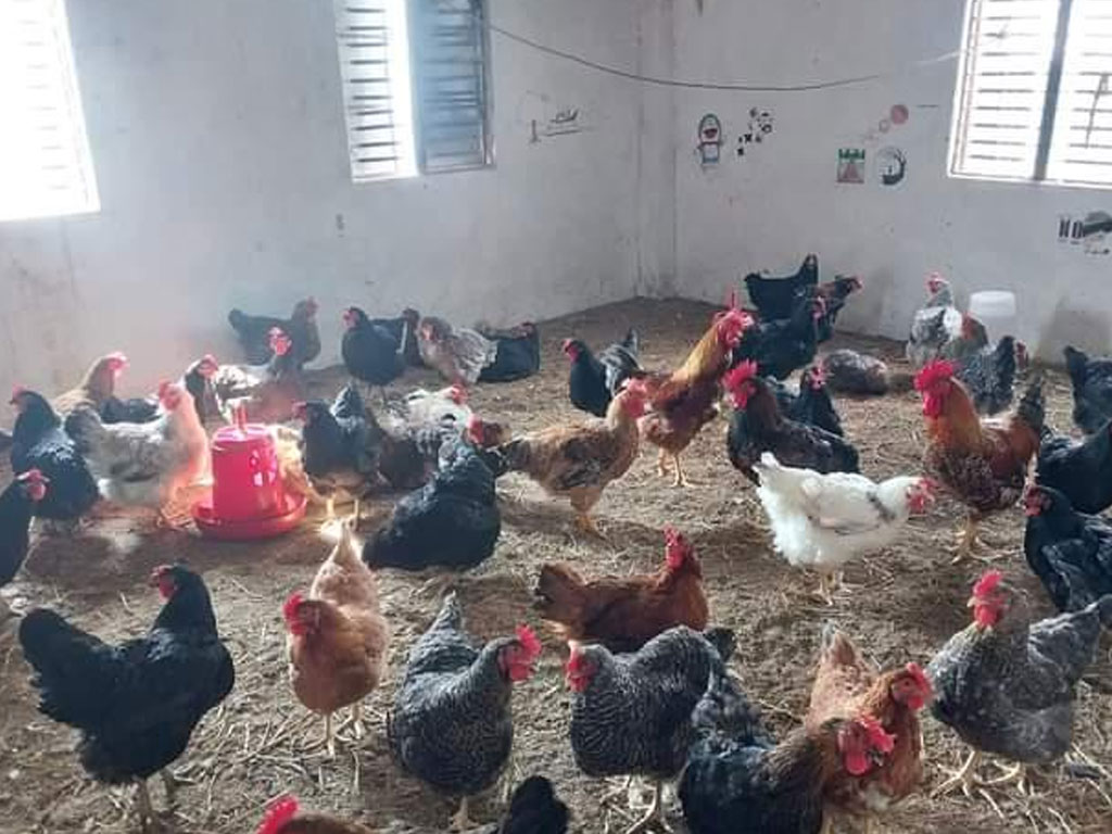 कुखुरामा इकोलाईको समस्या