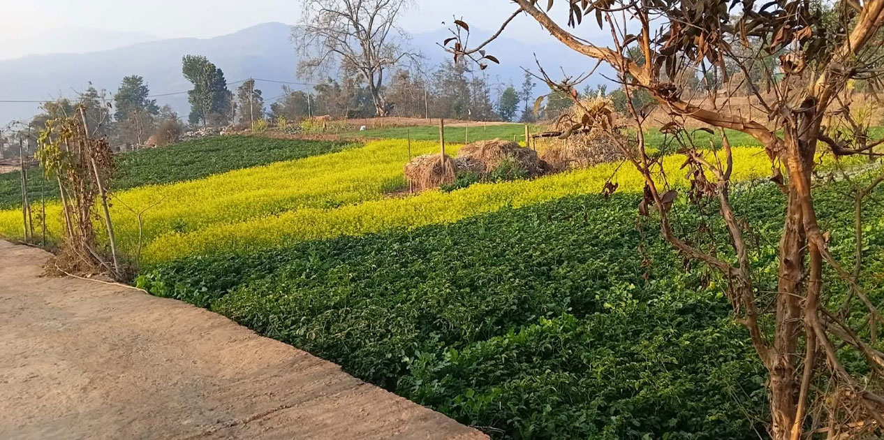 कोदारमा नगदेबालीतर्फ किसानको आकर्षण बढ्दो