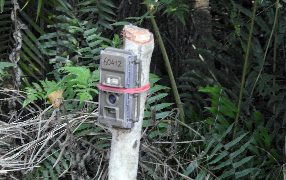 बाघ गणनामा राखिएका ६० क्यामेरा हराए