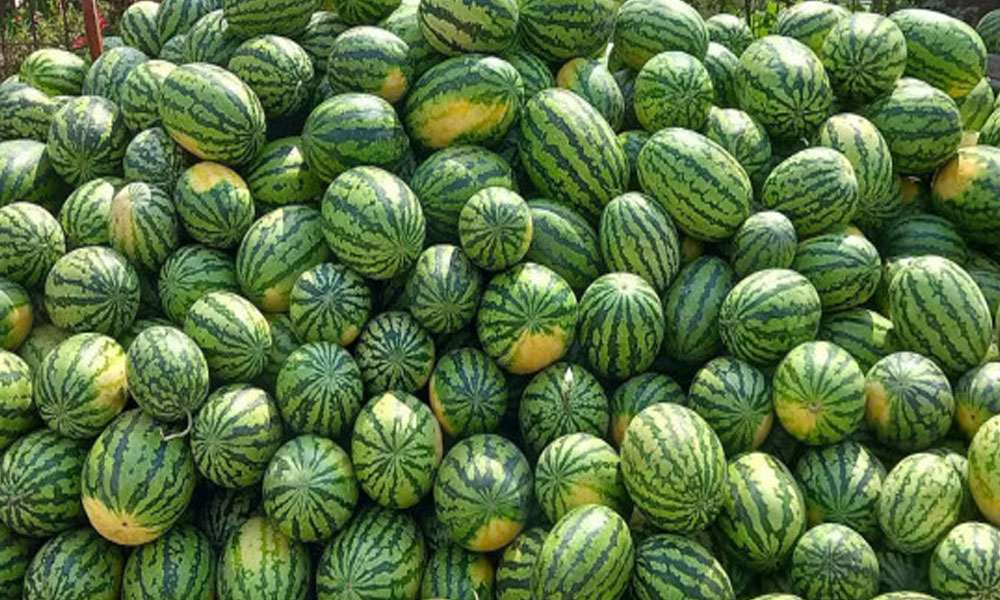 पोखरामा आठ सय रोपनीमा तरबुजाखेती विस्तार हुँदै