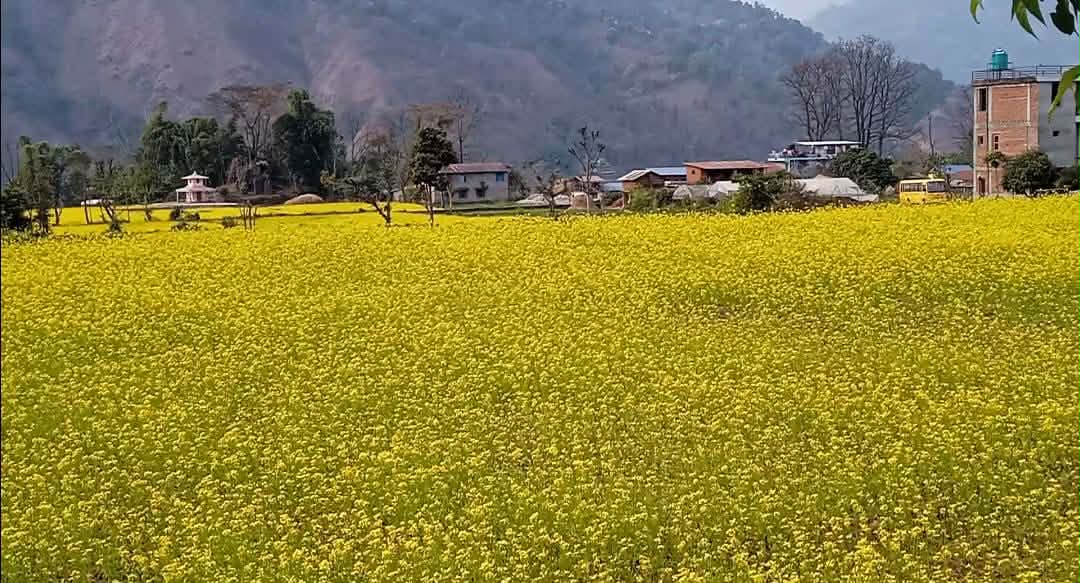 फलेवासमा गहुँ र तोरीको बीउ उत्पादन