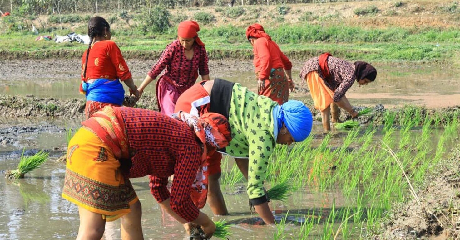 किसान चैते धान रोप्नमा व्यस्त