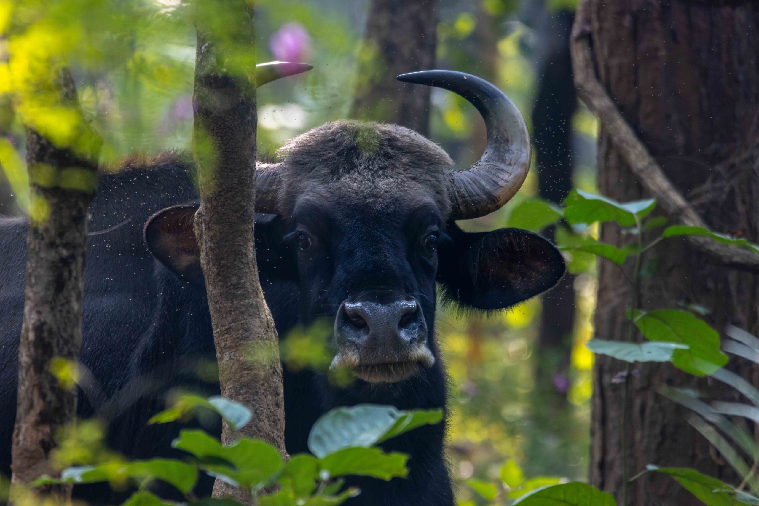 नेपालमा पाइने सबैभन्दा ठुलो जङ्गली गाई प्रजाति ‘गौर’ [फोटो फिचर]