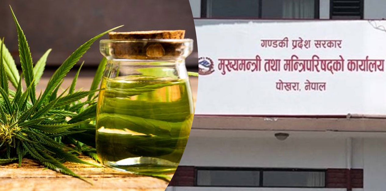 गाँजाखेतीलाई वैधानिकता दिने बाटोमा गण्डकी प्रदेश