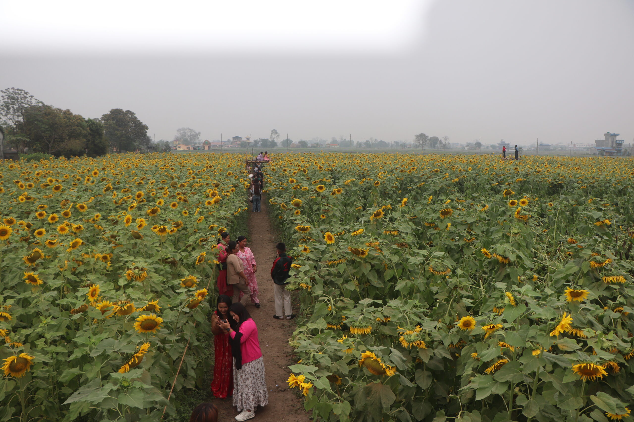 सूर्यमुखी बगानले बढायो कृषि पर्यटन