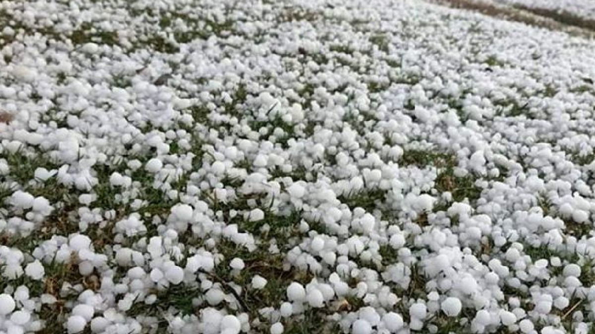 असिनाले फलफूल र तरकारी बालीमा क्षति