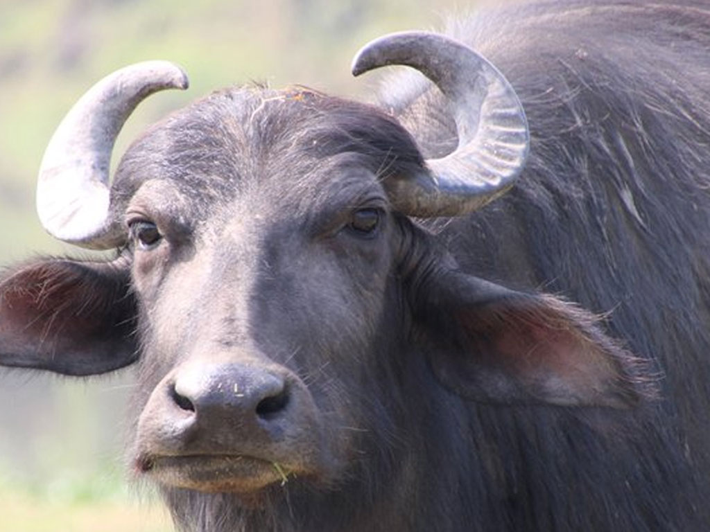जीविकोपार्जन सुधारका लागि भैँसीपालन कार्यक्रम