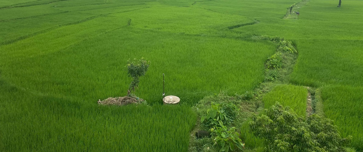 सिँचाइ अभावले चैते धानखेती घट्दै