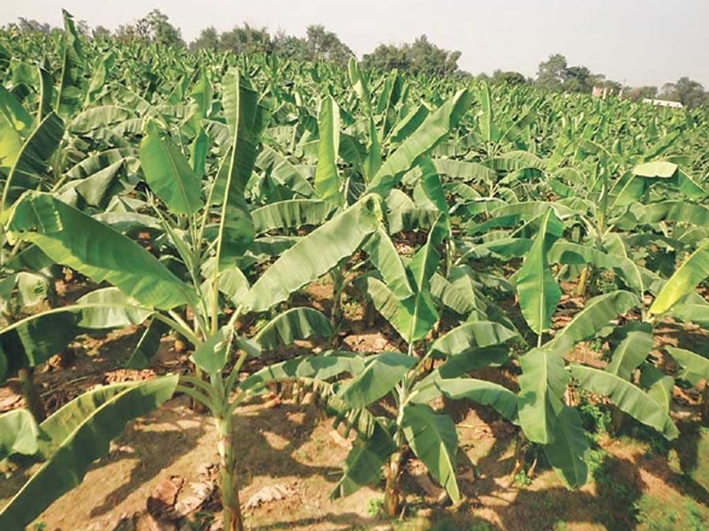 कृष्णपुरका किसानलाई अनुदानमा केराका बिरुवा