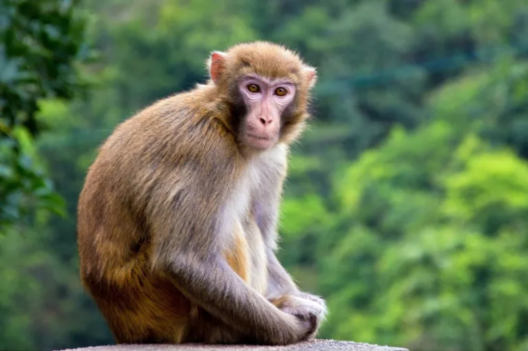 बाँदर आतङ्कको समाधान खोज्दै सरकार