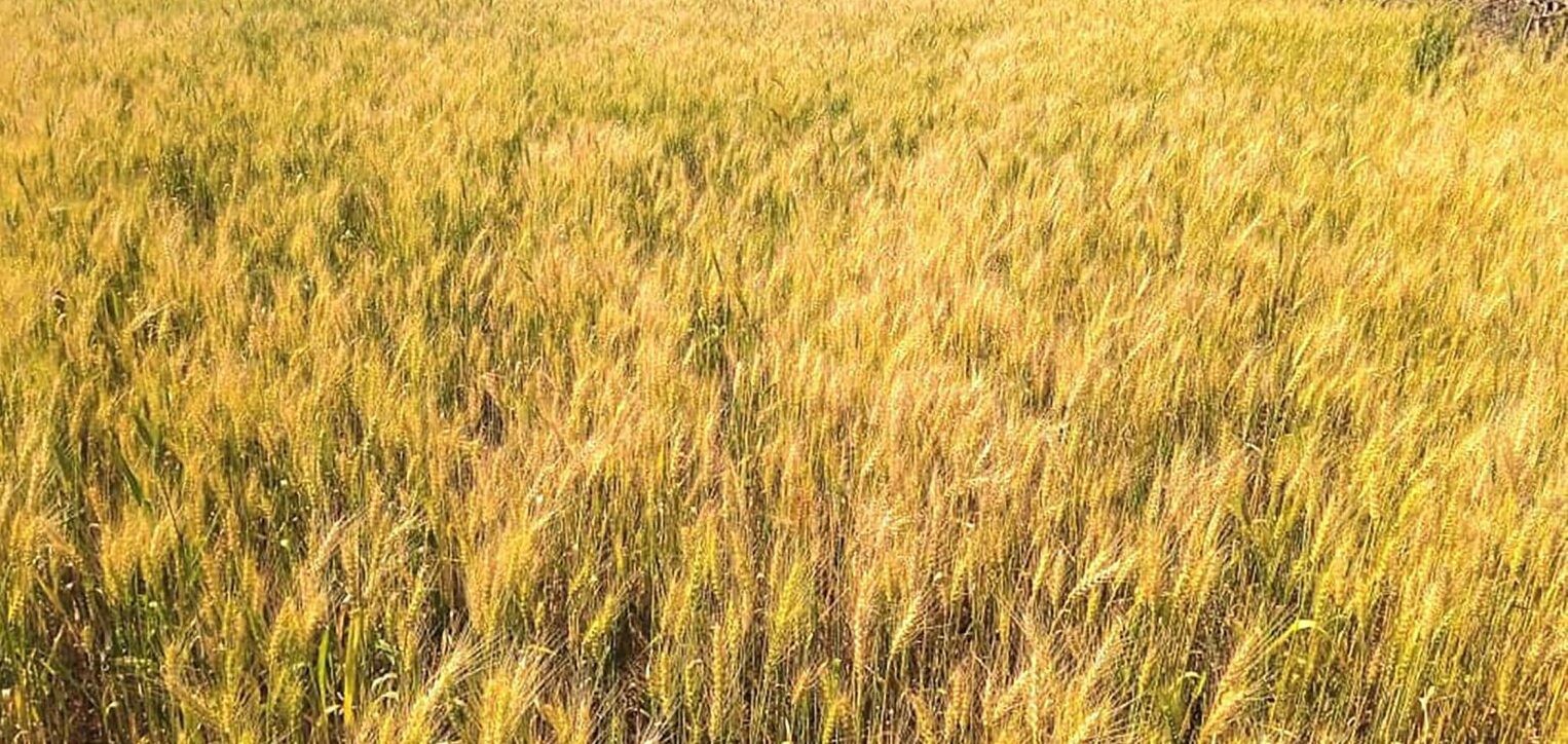 कञ्चनपुरमा गहुँ उत्पादनमा वृद्धि
