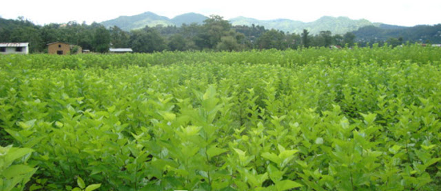 किम्बु बिरुवाको माग बढ्दो