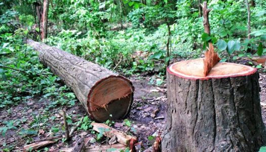 मदनभण्डारी राजमार्ग : १३ हजार रूख कटान