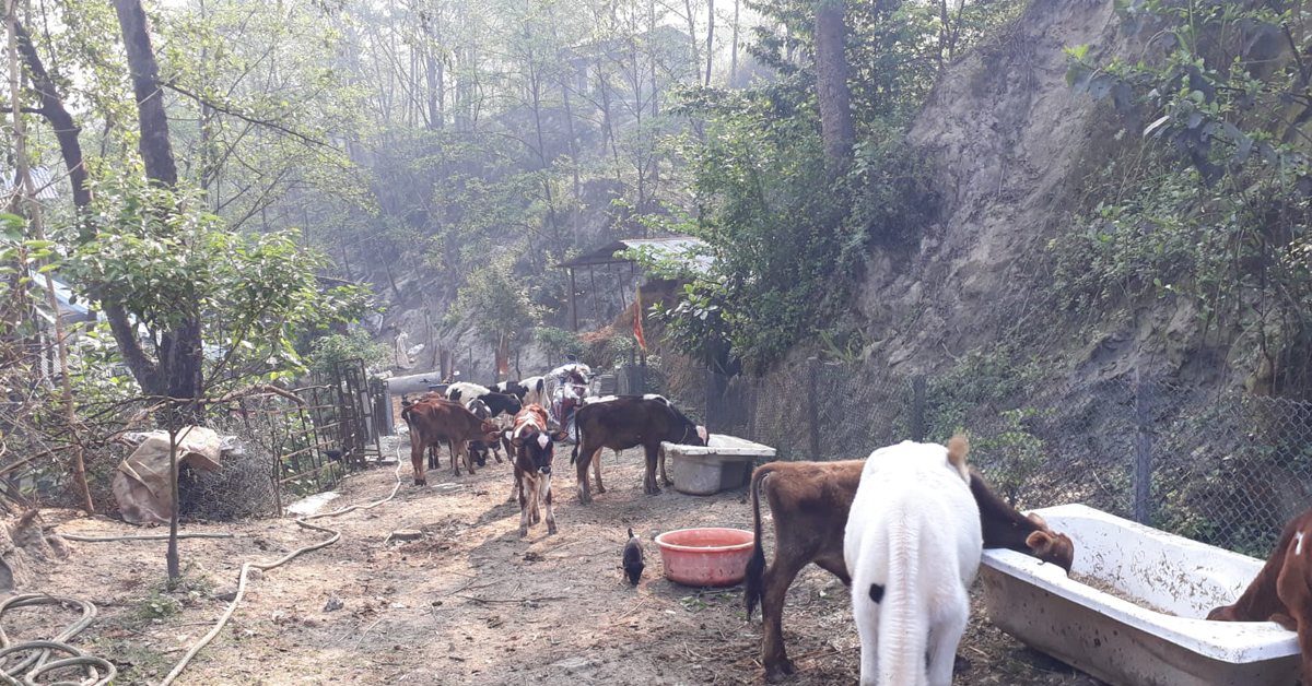 हिंसाको मारमा घरपालुवा जनावर