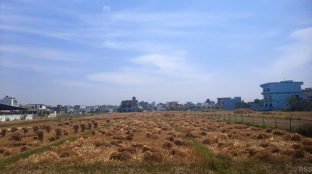 किसानलाई गहुँबाली भित्र्याउने चटारो