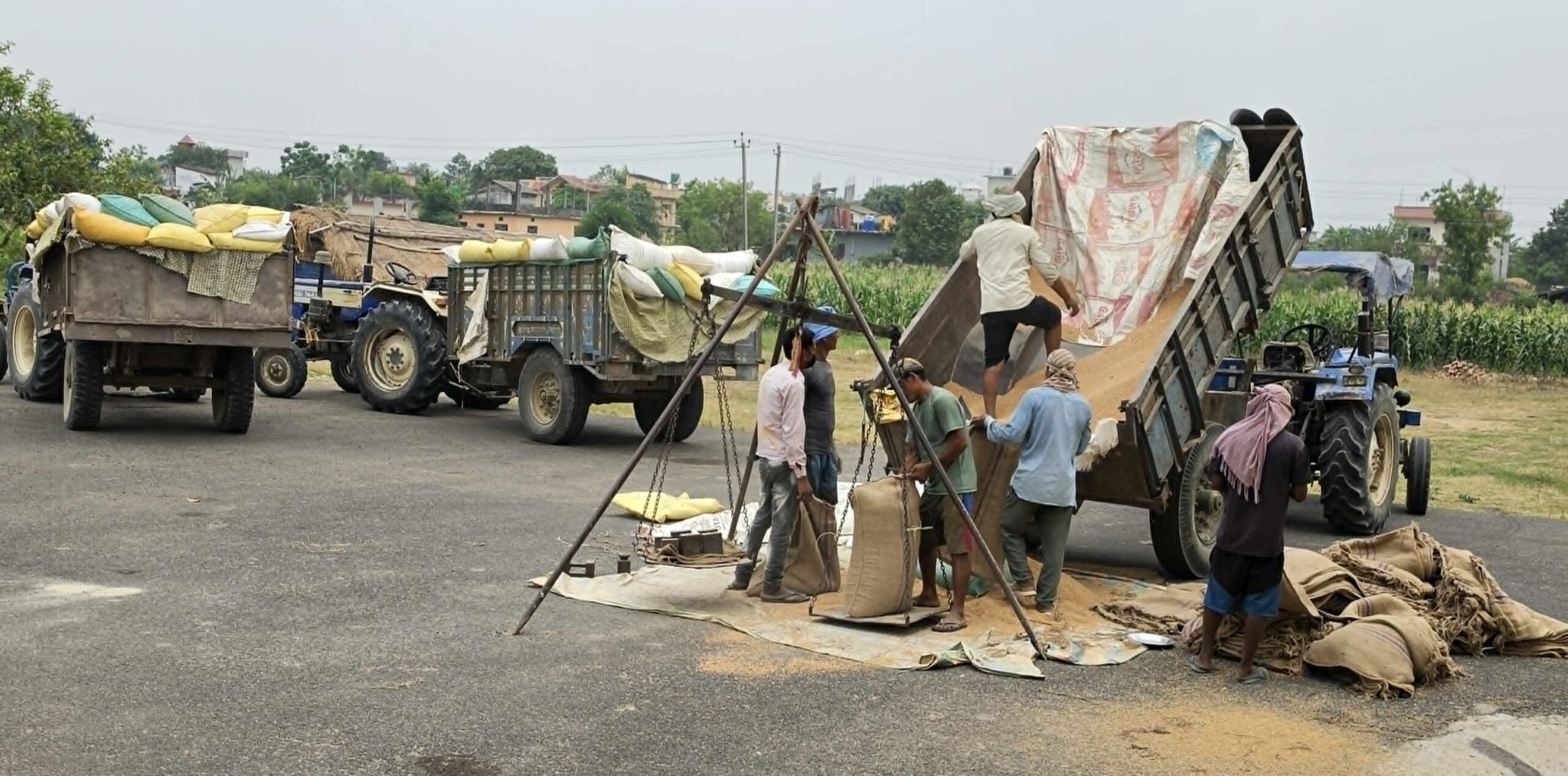 बढीमा गहुँ बेच्न पाउँदा किसान खुसी