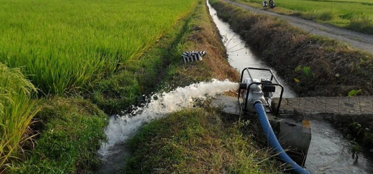 सिँचाइ सुविधा विस्तारले व्यावसायिक खेतीमा संलग्न किसान लाभान्वित