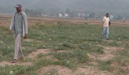 तरबुजा खेतीबाट आत्मनिर्भर बन्दै दंगीशरणका युवा