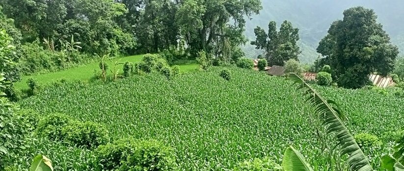 वर्षाले मकैखेती फस्टाउँदै, उत्पादन बढ्ने आशामा किसान
