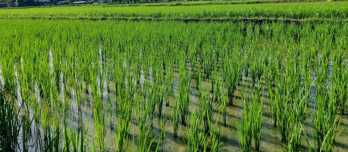 चैते धानखेती प्रवर्द्धन गर्न किसानलाई अनुदान