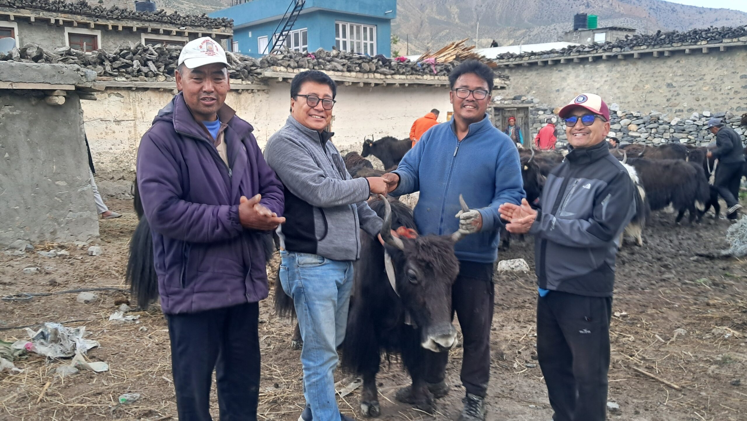 मुस्ताङको घरपझोङद्वारा किसानलाई अनुदानमा याक र नाक वितरण