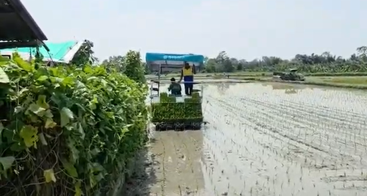 चितवनमा पनि धान दिवस