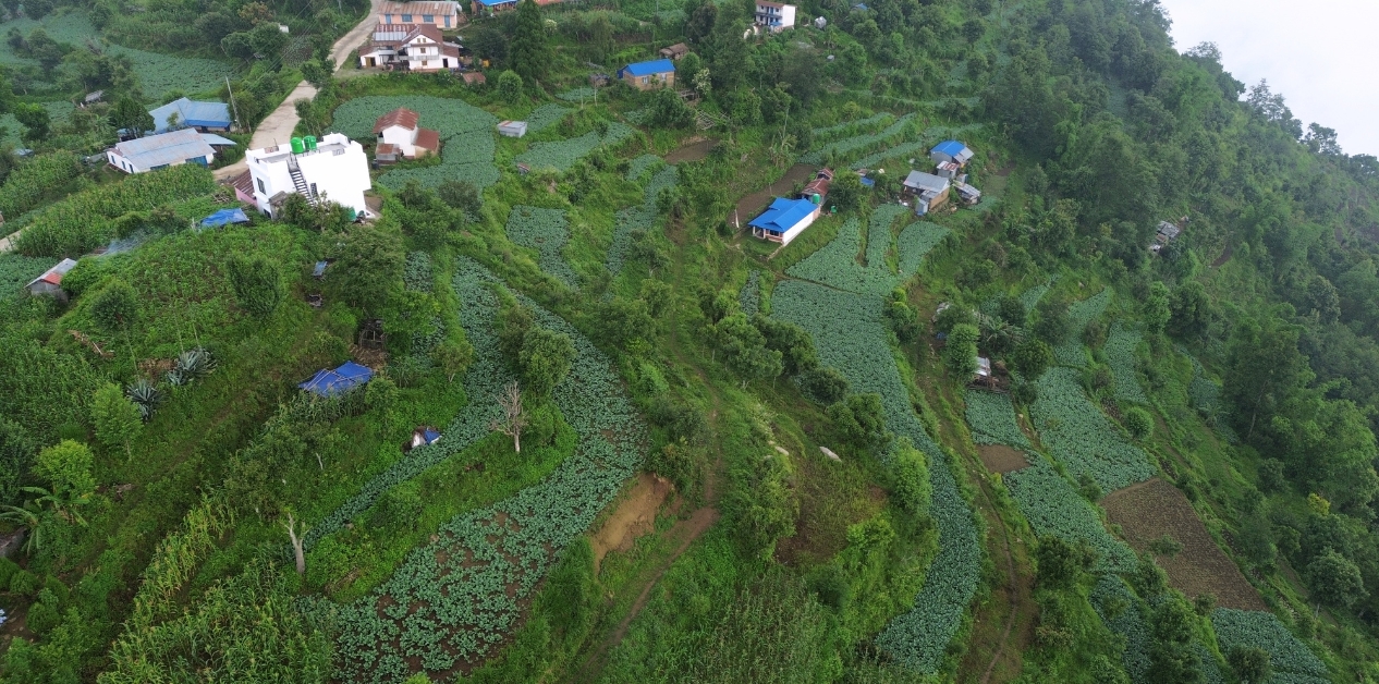 काउलीले फेरिएको डाँडाबजार