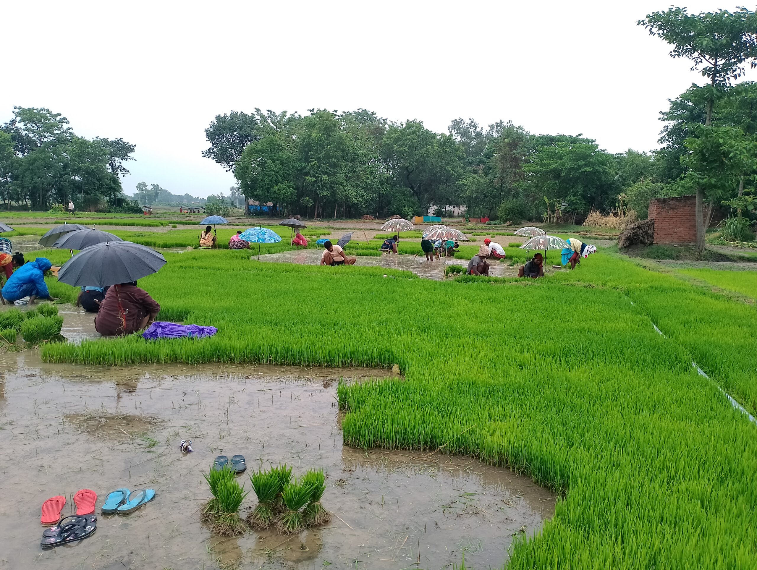पश्चिम नवलपरासीका किसान  रोपाइँमा व्यस्त