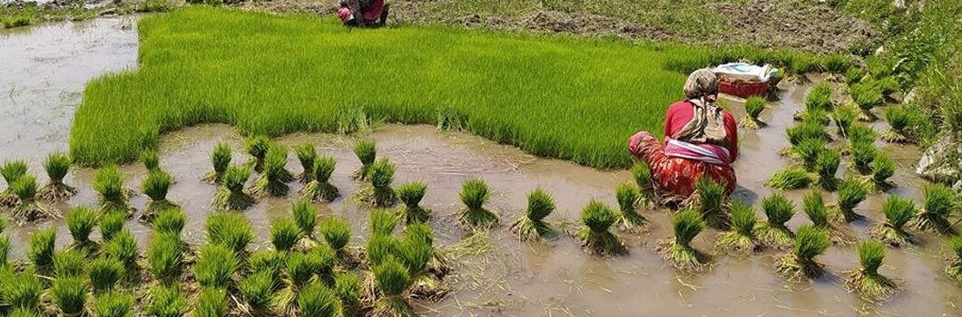 ढुसीजन्य रोगले धानको बेर्नामा क्षति, किसान चिन्तित
