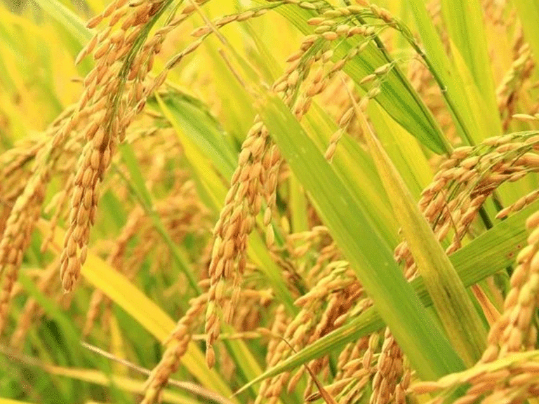 चितवनका किसानले पाएनन् चैते धानको न्यूनतम समर्थन मूल्य