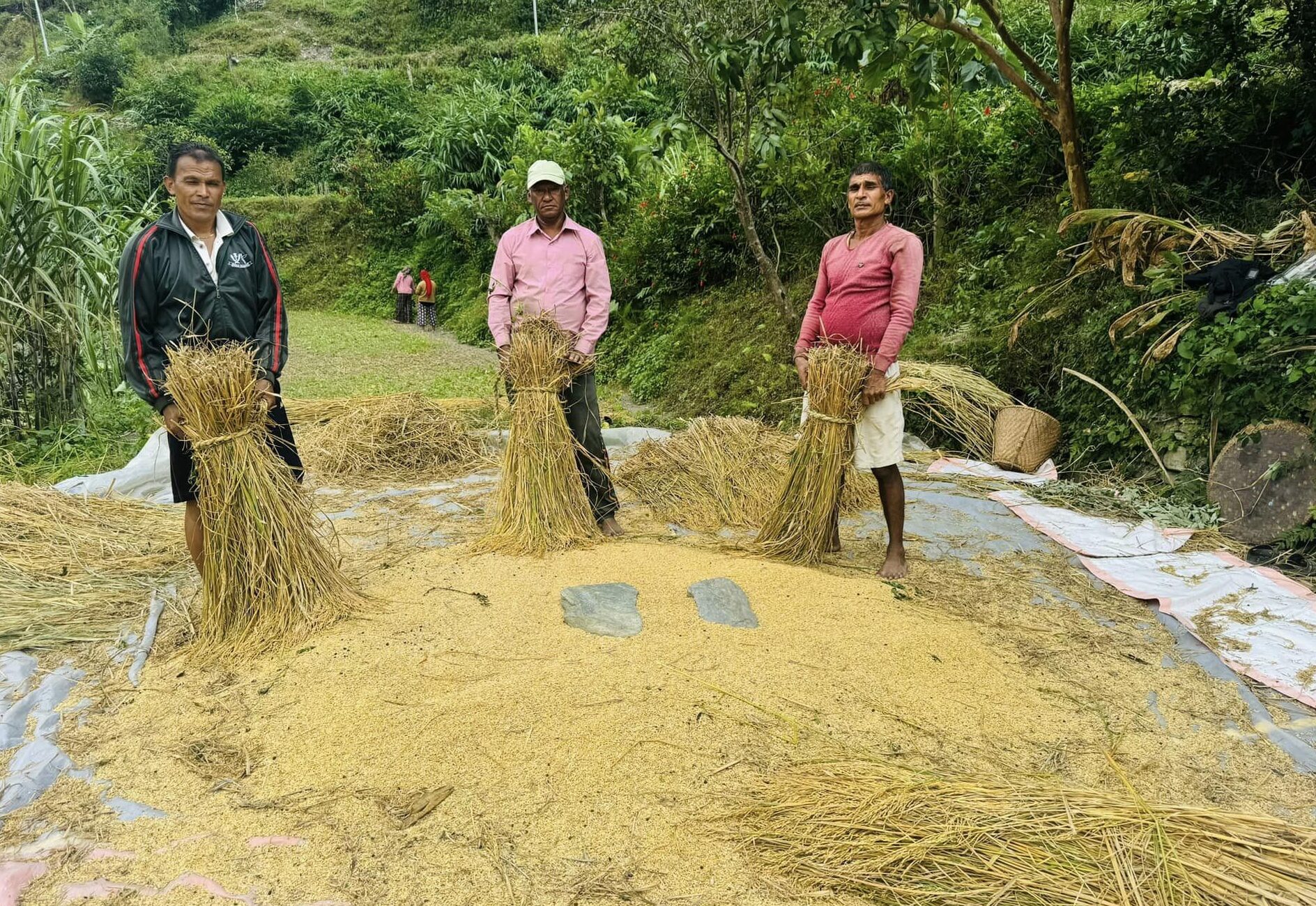 चैते धानको न्यूनतम समर्थन मूल्य कार्यान्वयन गर्न मन्त्रालयको आग्रह