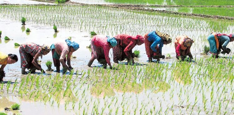 खडेरीले रोपाइँ प्रभावितः मध्य असारसम्म ३८ प्रतिशत मात्र राेपाइँ