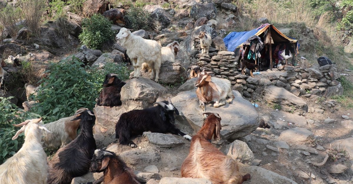 धौलागिरिका घुम्ती गोठ संकटमा