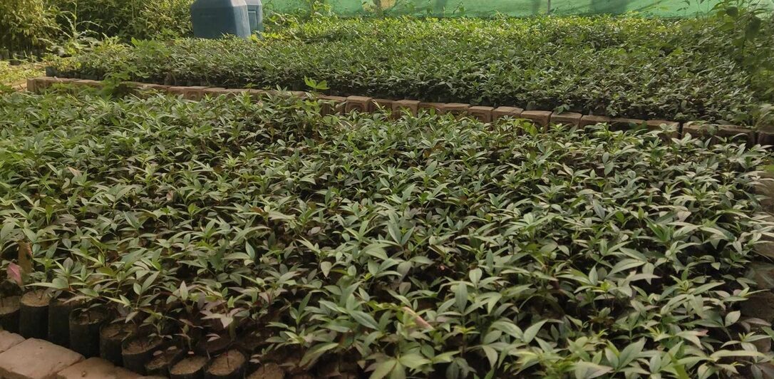 अर्घाखाँचीमा साठी हजार टिमुरका बिरुवा रोपिँदै