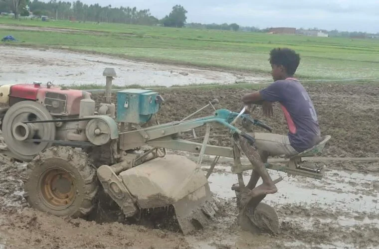धान रोपाइँमा हराए गोरु र राँगा, बढ्यो ट्याक्टर र पावर टिलरको प्रयोग