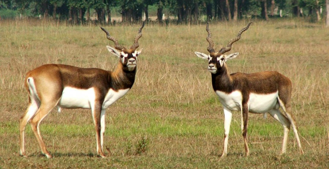 रुख कटानको निर्णय नहुँदा चितवनमा कृष्णसार ल्याउन ढिलाइ
