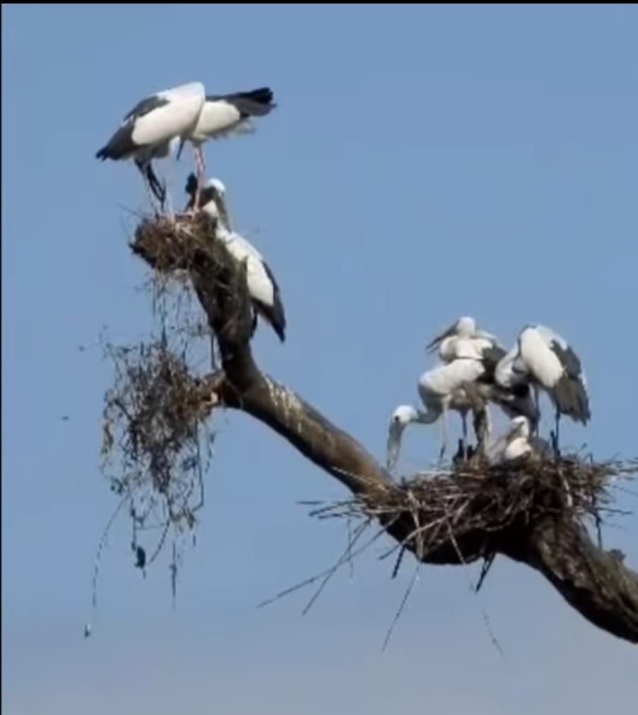 बाटुली पोखरीमा तीन प्रजाति जलचरका ४४० गुँड