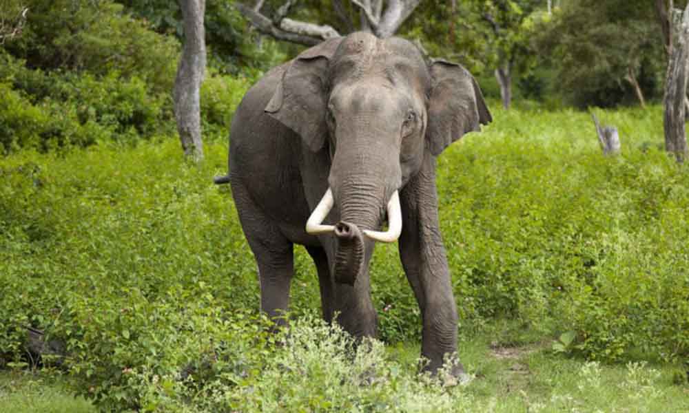 हात्ती पीडित बोटे परिवारलाई राहत