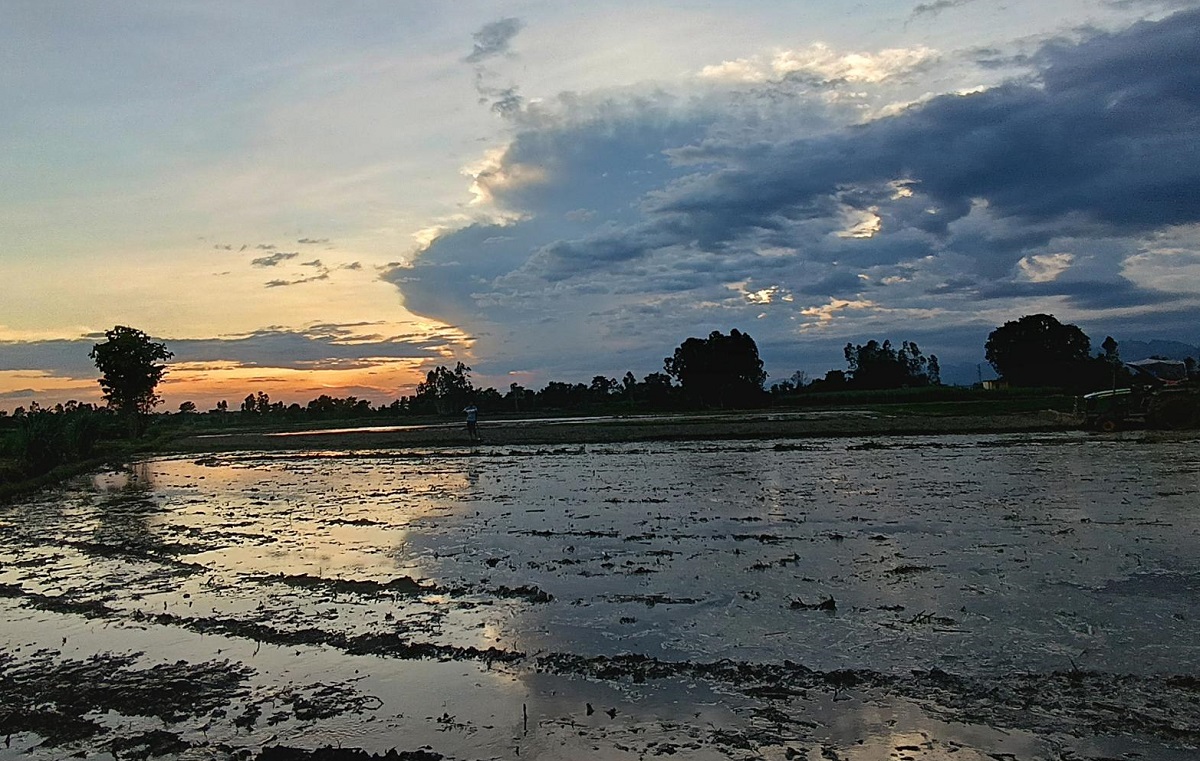 लागत बढेपछि चपेटामा किसान